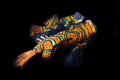   Mandarine fishes during nightdive night-dive night dive  